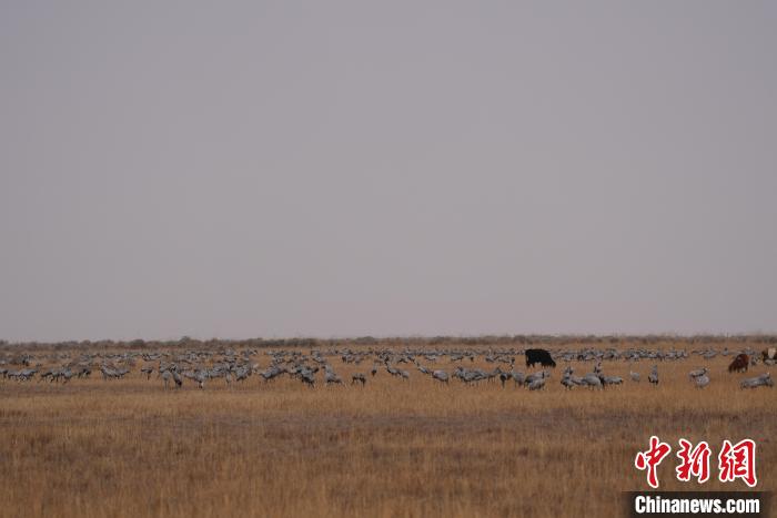 圖為草原上棲息的灰鶴?！∠葘m 攝