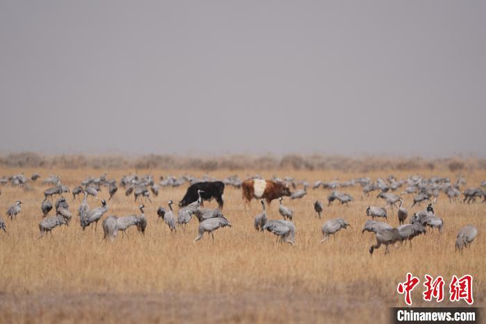 圖為草原上棲息的灰鶴?！∠葘m 攝