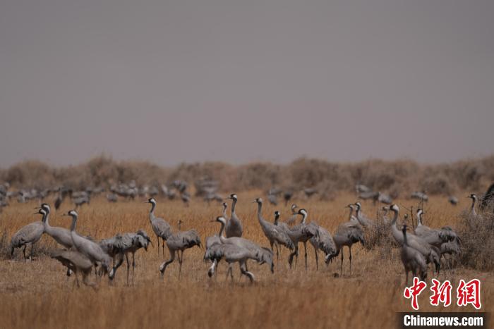 圖為灰鶴?！∠葘m 攝