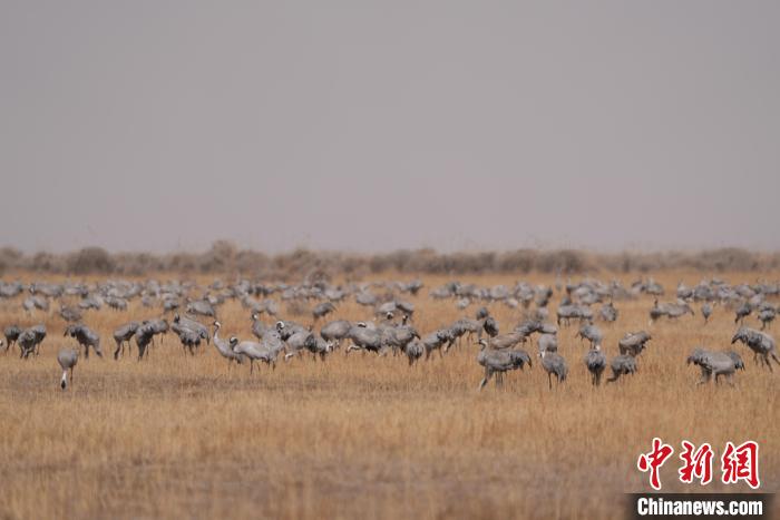 圖為密集分布的灰鶴?！∠葘m 攝