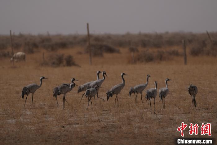 圖為灰鶴?！∠葘m 攝