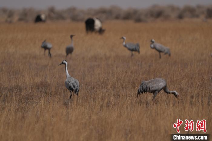 圖為灰鶴?！∠葘m 攝