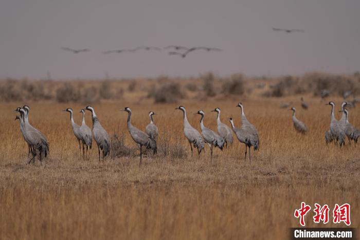 圖為灰鶴?！∠葘m 攝