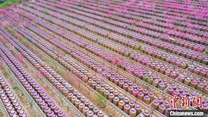 灼灼桃花惹人醉?！㈡?攝