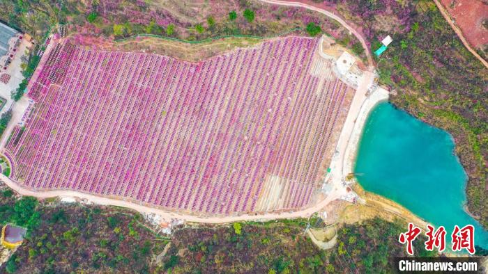 灼灼桃花惹人醉?！㈡?攝