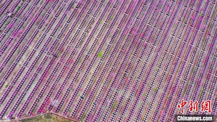 桃花和酒壇相映成趣。　劉媛 攝