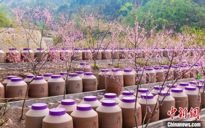 桃花和酒壇相映成趣?！∫足?攝