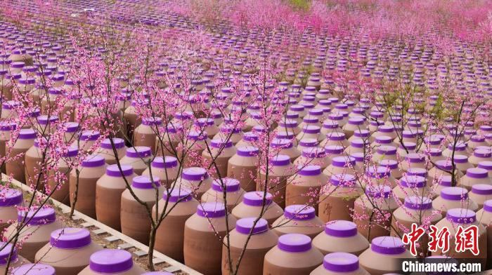 桃花和酒壇相映成趣?！∫足?攝