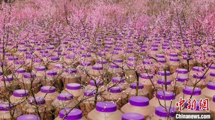 灼灼桃花惹人醉?！∫足?攝