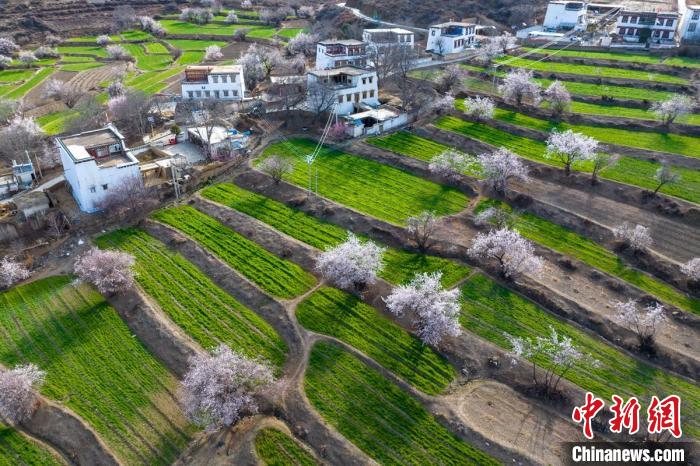 白松鎮(zhèn)層層麥田綠意盎然，與桃林構(gòu)成一幅美麗的鄉(xiāng)村畫卷?！⒅铱?攝