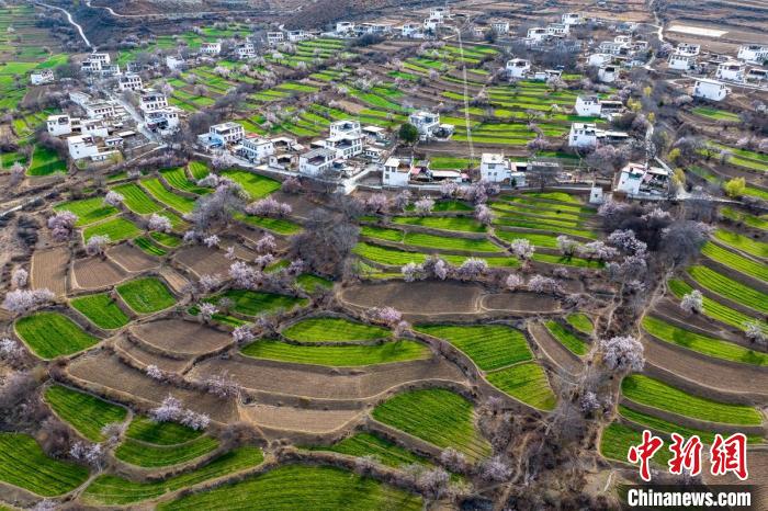 白松鎮(zhèn)桃花林中的白藏房?！⒅铱?攝