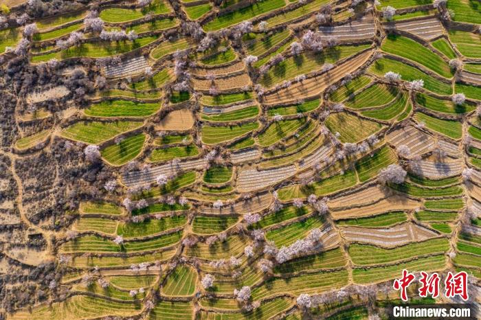 空中俯瞰得榮縣白松鎮(zhèn)的高山麥田和桃林?！⒅铱?攝