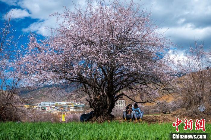 桃花樹下兩名女孩正在玩手機?！⒅铱?攝