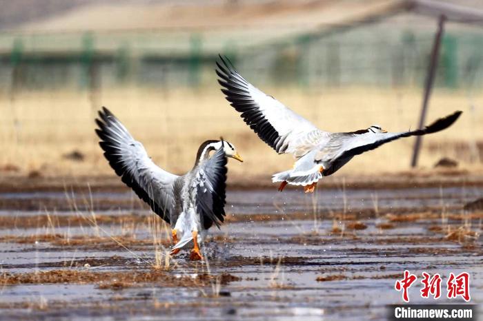 圖為斑頭雁嬉戲飛翔?！“?攝