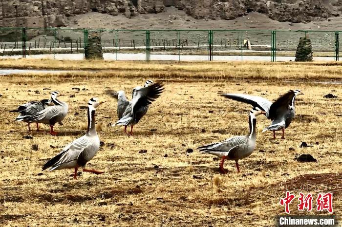 圖為斑頭雁?！“?攝