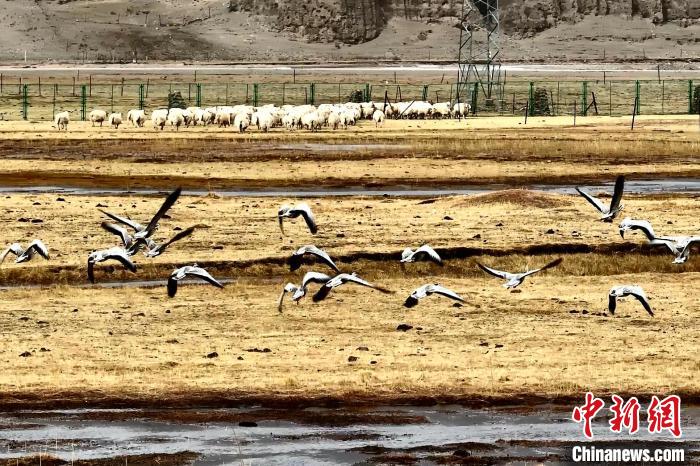 圖為斑頭雁在羊群邊飛翔?！“?攝