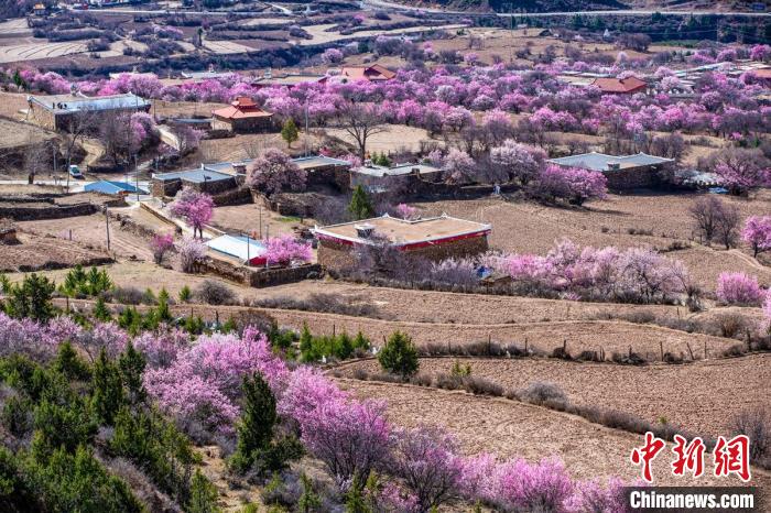 道孚麻灣村房前屋后的杏花繞村怒放?！『涡秀?攝