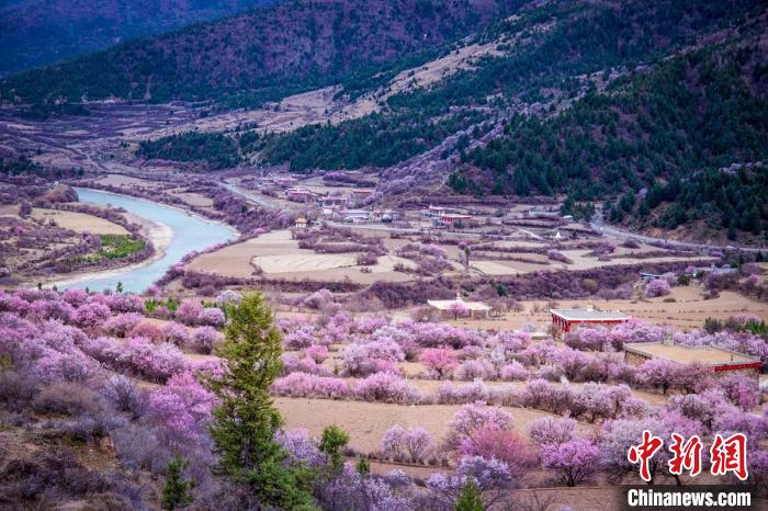 道孚縣麻灣村上千株盛開的杏花將鄉(xiāng)村裝點(diǎn)一新?！『涡秀?攝