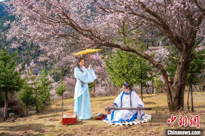 道孚杏花樹下的游客們?！√K銳 攝