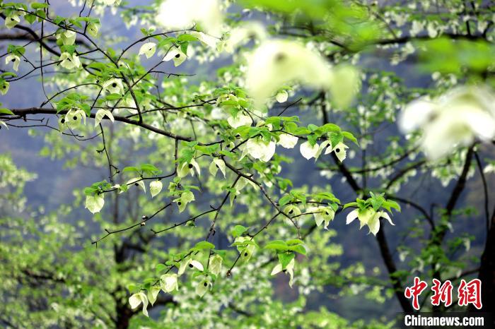 珙桐在春末夏初之際開花，花期較短?！螚?攝