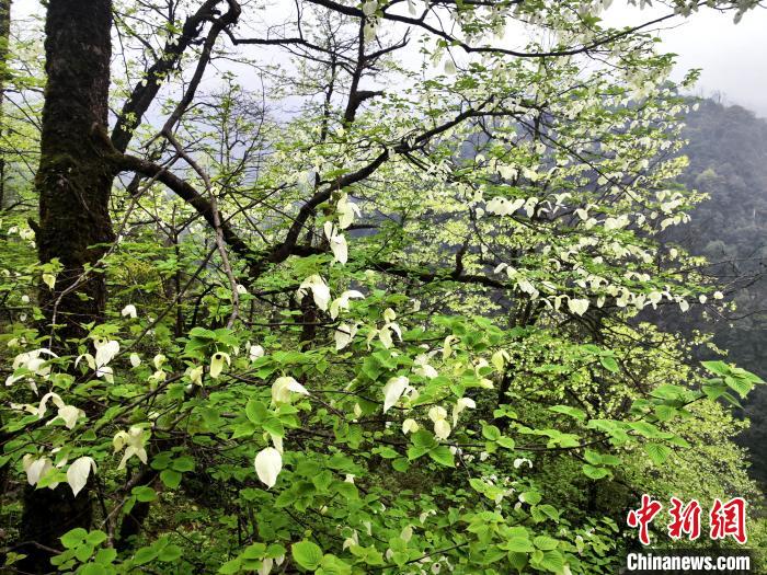 山谷兩側高大繁茂的珙桐樹?！螚?攝