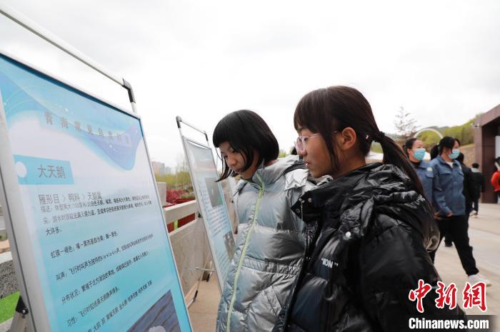 圖為學(xué)生通過(guò)展板了解青海常見(jiàn)鳥(niǎo)類。　馬銘言 攝