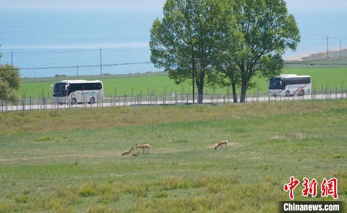 圖為成群普氏原羚在草場上愜意覓食，悠閑自在?！●R銘言 攝