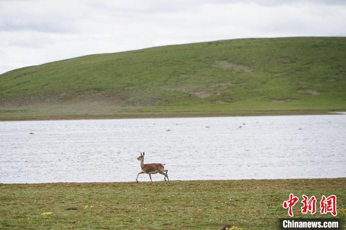 圖為藏原羚在扎陵湖岸畔悠閑漫步?！●R銘言 攝