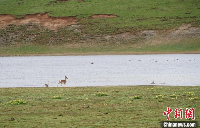 圖為藏原羚在扎陵湖岸畔悠閑漫步。　馬銘言 攝