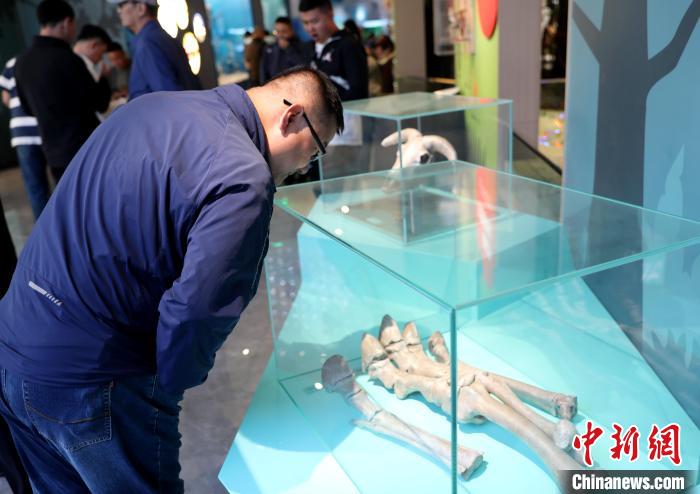 圖為臺商在祁連山國家公園生態(tài)科普館內(nèi)觀看標本。　薛蒂 攝