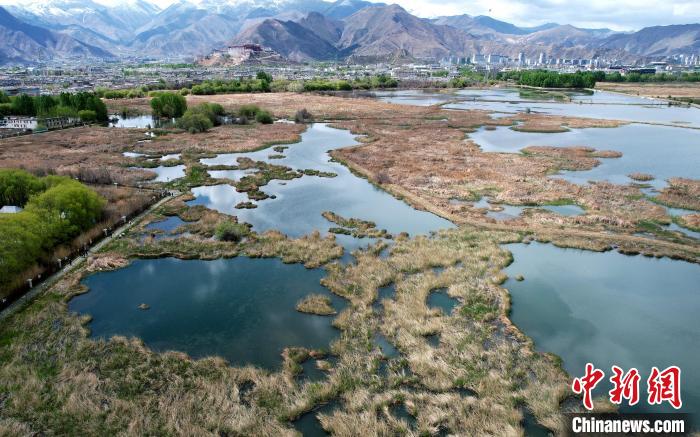 圖為拉薩拉魯濕地。(無人機照片) 李林 攝