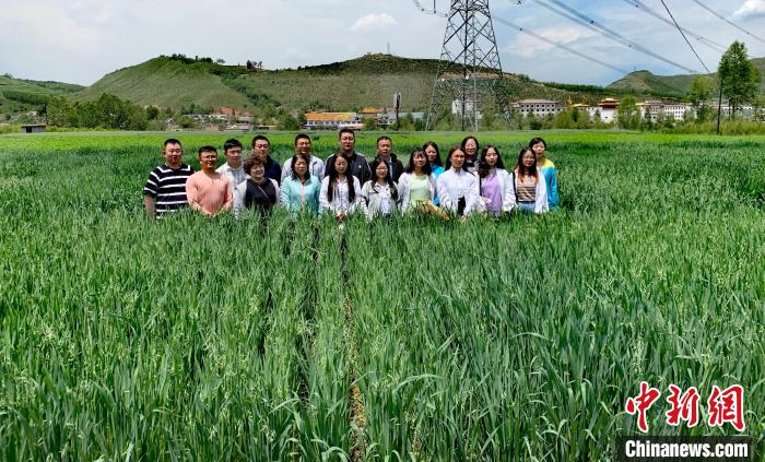 青海：“青燕2號”燕麥、“環(huán)湖”老芒麥等通過國家級審定