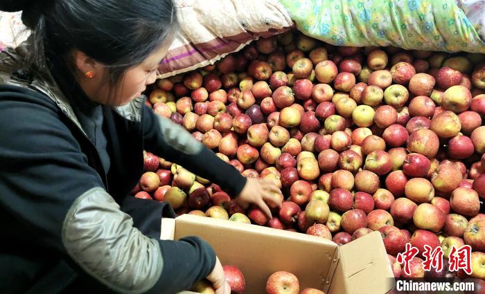 圖為通麥村村民巴桑拉姆精心挑選蘋果進(jìn)行裝箱。　貢桑拉姆 攝