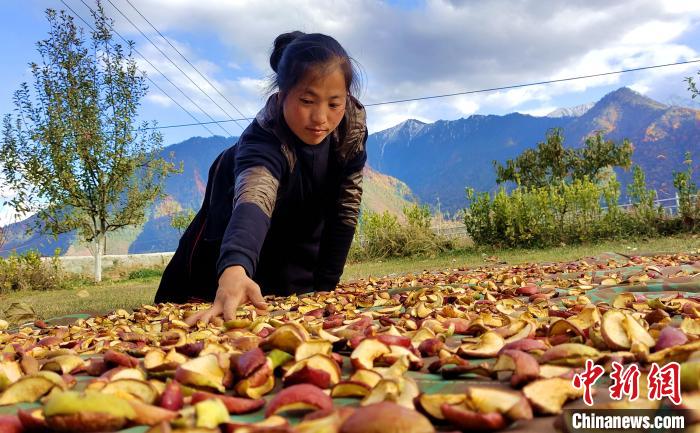 圖為通麥村村民巴桑拉姆晾曬切片蘋果?！∝暽＠?攝