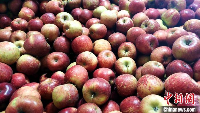 圖為通麥村村民巴桑拉姆家待裝箱的蘋果?！∝暽＠?攝