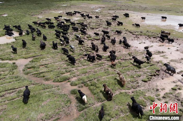 近年來，那曲市班戈縣推行村級牧業(yè)經(jīng)濟(jì)合作社，牧民們將牛羊及草場作為股份加入合作社，部分牧民開始從事旅游服務(wù)、服裝加工及運輸?shù)刃袠I(yè)，收入逐年提高。圖為8月3日，班戈縣的牦牛群在一片草原濕地中覓食(資料圖)。　江飛波 攝