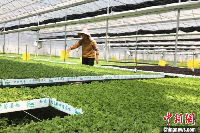 圖為會澤現(xiàn)代化農(nóng)業(yè)產(chǎn)業(yè)扶貧基地內(nèi)，貧困戶成為了產(chǎn)業(yè)工人?！】姵?攝