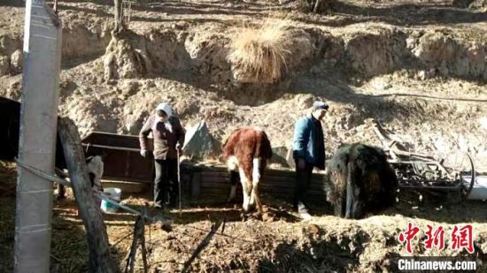 圖為孔繁福夫妻正在收拾牛圈?！±铍h　攝