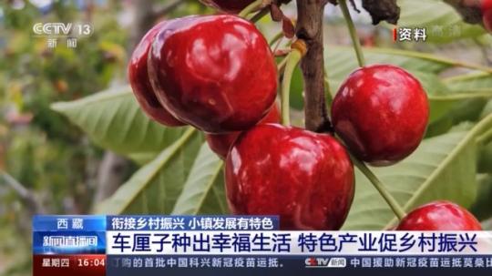 種蘑菇、養(yǎng)駱駝...。。特色產業(yè)助力鄉(xiāng)村振興走新路