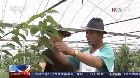 種蘑菇、養(yǎng)駱駝...。。特色產業(yè)助力鄉(xiāng)村振興走新路