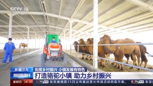 種蘑菇、養(yǎng)駱駝...。。特色產業(yè)助力鄉(xiāng)村振興走新路