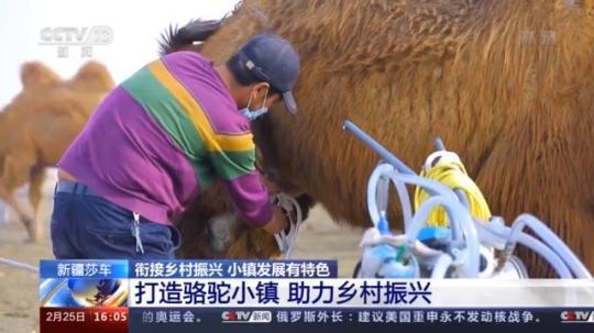 種蘑菇、養(yǎng)駱駝...。。特色產業(yè)助力鄉(xiāng)村振興走新路