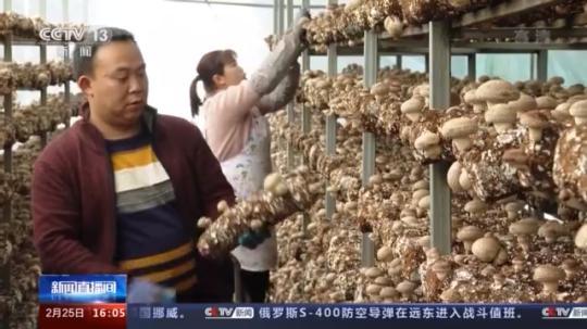 種蘑菇、養(yǎng)駱駝...。。特色產業(yè)助力鄉(xiāng)村振興走新路