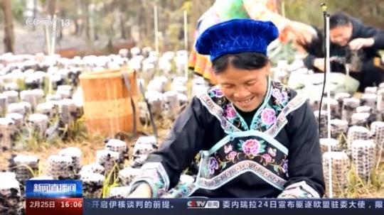 種蘑菇、養(yǎng)駱駝...。。特色產業(yè)助力鄉(xiāng)村振興走新路