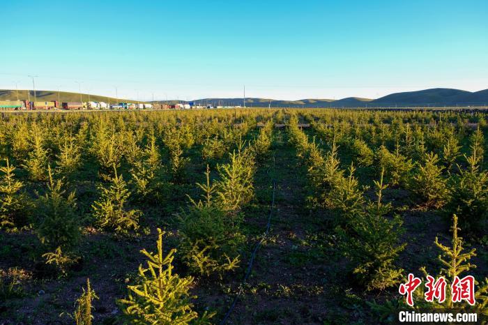 圖為科技團(tuán)隊(duì)在海拔4500米的西藏那曲種出“小森林”，其中超過(guò)7成成功越過(guò)5個(gè)冬天。　江飛波 攝