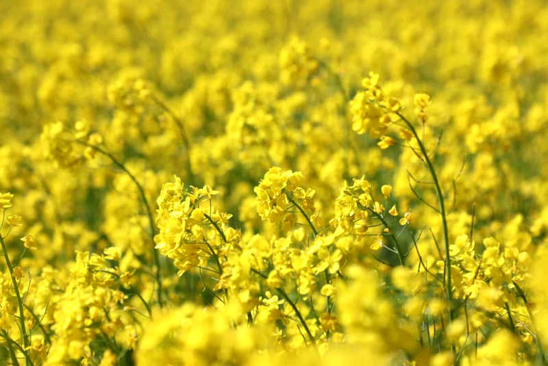 油菜花盛開。洛克攝