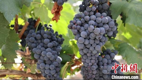 圖為桑日縣種植的葡萄?！∩侥仙Ｈ湛h委宣傳部提供