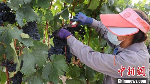 圖為當(dāng)?shù)卮迕癫烧咸??！∩侥仙Ｈ湛h委宣傳部提供