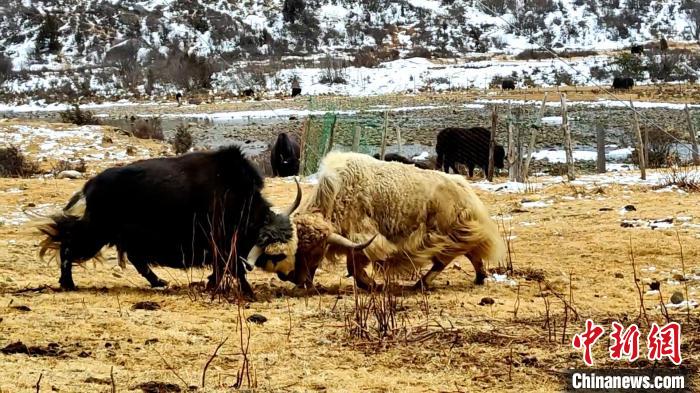 圖為角木那村生態(tài)散養(yǎng)的牦牛正在嬉戲?！“蜕Ｇ?　攝