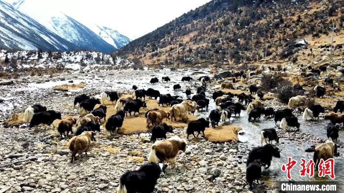 圖為角木那村生態(tài)散養(yǎng)的牦牛正在覓食。　洪若虹 攝